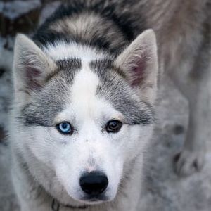 Bilder Dogs On The Rocks