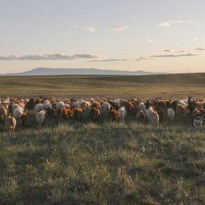 Bilder Gunsmaa Tsogzol