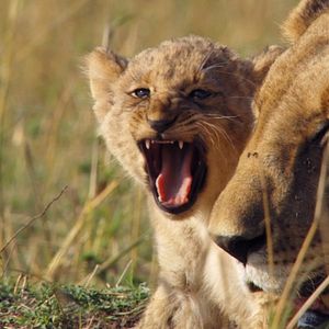 Bilder Growing Up Wild