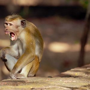 Bilder Growing Up Wild