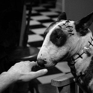 Bilder Frankenweenie