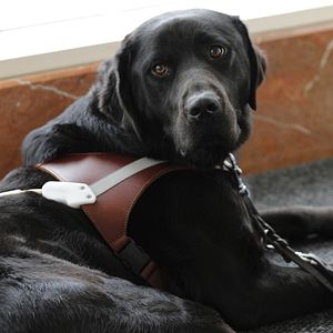 Bilder Hundeleben - Vom Welpen zum Blindenhund