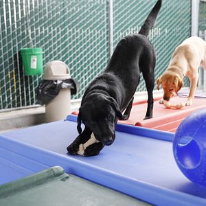 Bilder Hundeleben - Vom Welpen zum Blindenhund