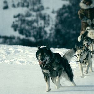 Bilder Togo: Der Schlittenhund