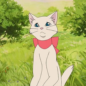 Bilder Das Königreich der Katzen