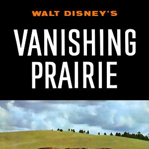 Bilder Wunder der Prärie