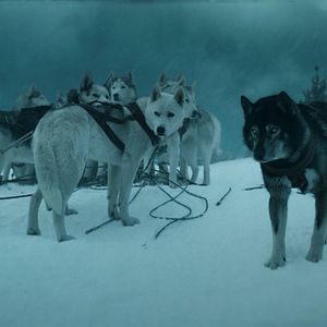 Bilder Togo: Der Schlittenhund