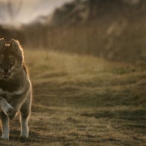 Bilder Togo: Der Schlittenhund