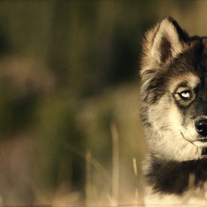 Bilder Togo: Der Schlittenhund