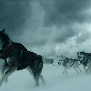 Bilder Togo: Der Schlittenhund