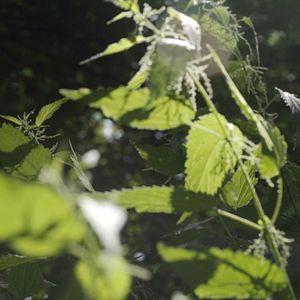 Bilder SEIN - gesund, bewusst, lebendig