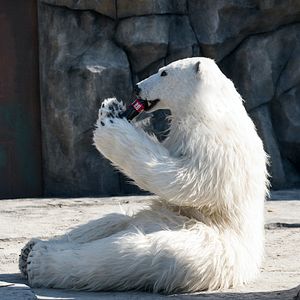 Bilder Rettet den Zoo