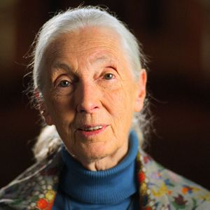 Bilder Jane Goodall