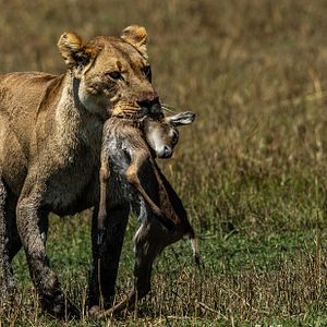 Bilder Okavango: River Of Dreams