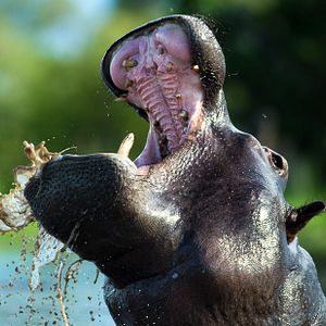 Bilder Okavango: River Of Dreams