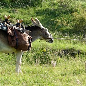 Bilder Mein Liebhaber, der Esel & Ich