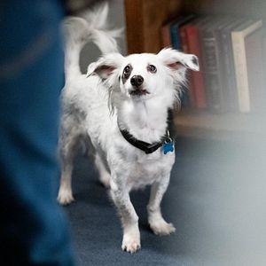 Bilder Into The Dark