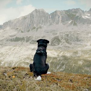 Bilder Cody - Wie ein Hund die Welt verändert