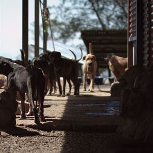 Bilder Cody - Wie ein Hund die Welt verändert