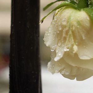 Bilder Dem Leben entgegen - Kindertransporte nach Schweden