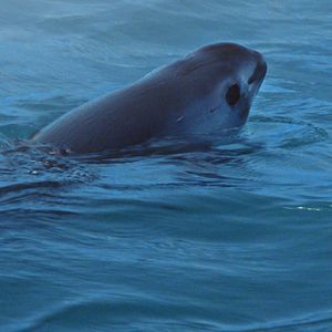 Bilder Sea of Shadows - Der Kampf um das Kokain des Meeres