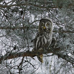 Bilder Weihnachten im Zaubereulenwald
