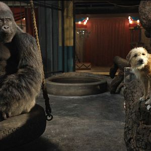 Bilder Der einzig wahre Ivan