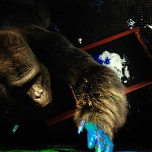 Bilder Der einzig wahre Ivan