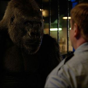 Bilder Der einzig wahre Ivan