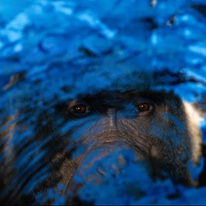 Bilder Der einzig wahre Ivan