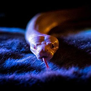 Bilder Too Old To Die Young