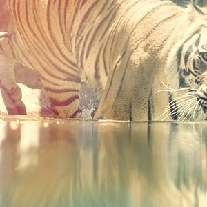 Bilder Big Cat Games