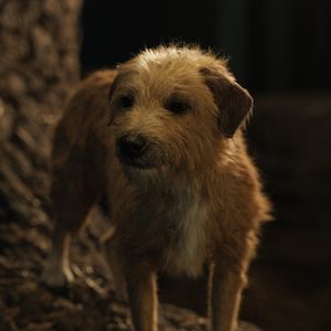 Bilder Der einzig wahre Ivan