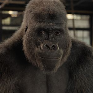 Bilder Der einzig wahre Ivan