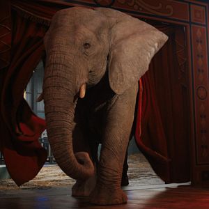 Bilder Der einzig wahre Ivan