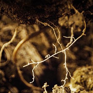 Bilder Unser Boden, unser Erbe