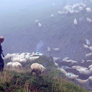 Bilder Die Rückkehr der Wölfe