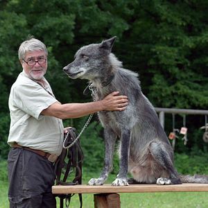 Bilder Die Rückkehr der Wölfe