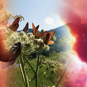 Bilder Selbst Geheilt