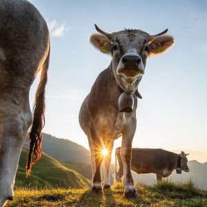 Bilder Im Berg dahuim