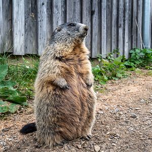 Bilder Im Berg dahuim