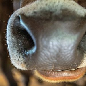 Bilder Im Berg dahuim