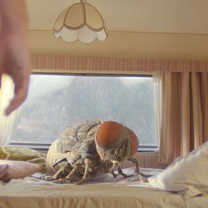 Bilder Eine Fliege kommt selten allein