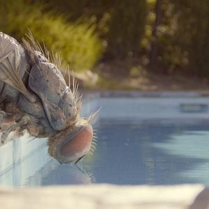 Bilder Eine Fliege kommt selten allein