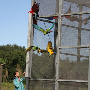 Bilder Magic of Disney's Animal Kingdom