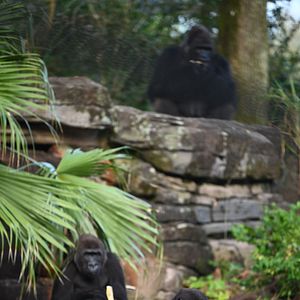 Bilder Magic of Disney's Animal Kingdom