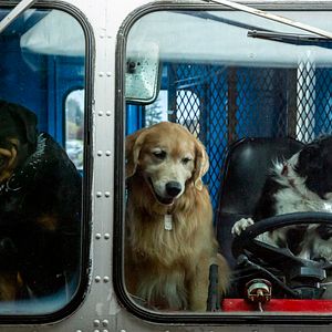 Bilder Cats & Dogs 3: Pfoten vereint!