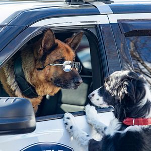 Bilder Cats & Dogs 3: Pfoten vereint!