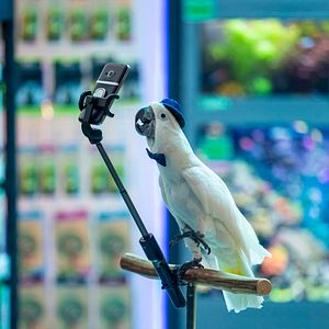 Bilder Cats & Dogs 3: Pfoten vereint!