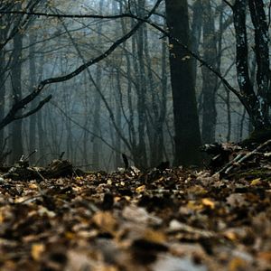 Bilder Anonymous Animals